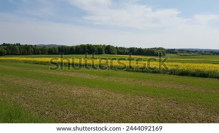 Green fields with yellow flowers