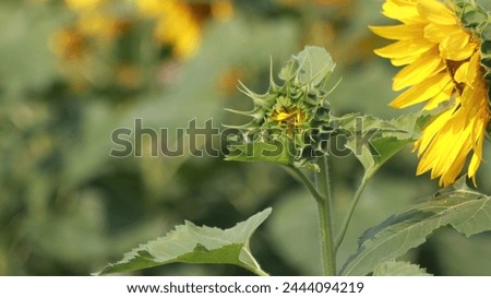 Flower. Field of sunflowers. Beautiful sunflower on a sunny day with a natural background. Selective focus. Nice  High quality photo.