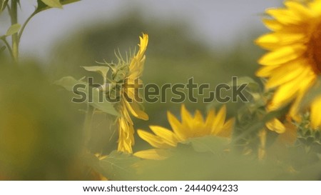 Flower. Field of sunflowers. Beautiful sunflower on a sunny day with a natural background. Selective focus. Nice  High quality photo.