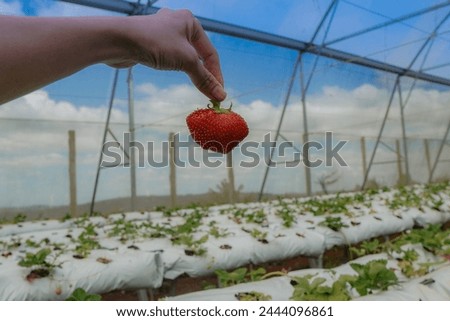 a hand holding a plumper strawberry at the farm, smart agriculture, desert Royalty-Free Stock Photo #2444096861