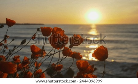 Red poppies blooming on beach in the warm light of sunrise over the sea