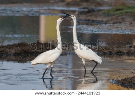 The little egret is a species of small heron in the family Ardeidae. It is a white bird with a slender black beak, long black legs and, in the western race, yellow feet.  Royalty-Free Stock Photo #2444101923