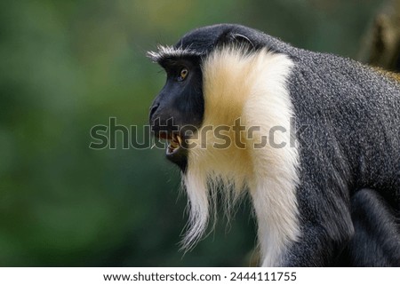 Roloway Guenon - Cercopithecus roloway, portrait of beautiful colored endangered primate from West African tropical forests, Ghana. Royalty-Free Stock Photo #2444111755