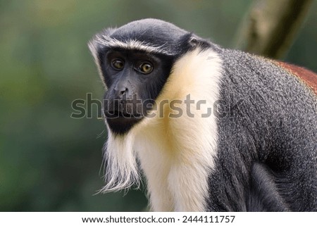 Roloway Guenon - Cercopithecus roloway, portrait of beautiful colored endangered primate from West African tropical forests, Ghana. Royalty-Free Stock Photo #2444111757