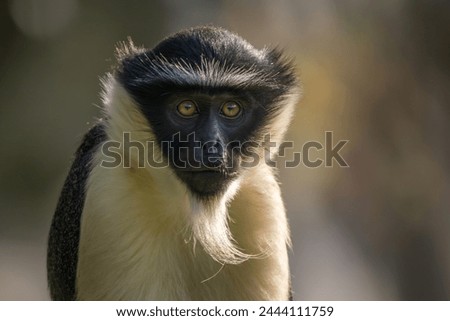 Roloway Guenon - Cercopithecus roloway, portrait of beautiful colored endangered primate from West African tropical forests, Ghana. Royalty-Free Stock Photo #2444111759