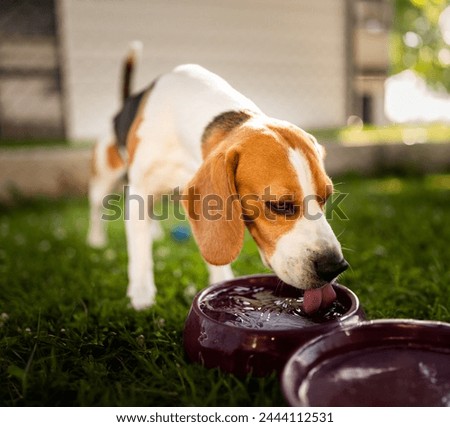 Beagle dog drinking water to cool off in shade on grass hiding from summer sun . Summer background. Tired of summer heat