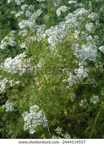 This is a picture of Coriander flowers. This is a picture before the seeds. After the flowers, there will be seeds.