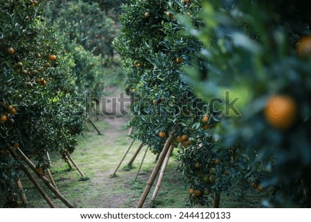 selective focus oranges in an orange grove that is dense with green orange trees with many In a farmer's orchard in Thailand