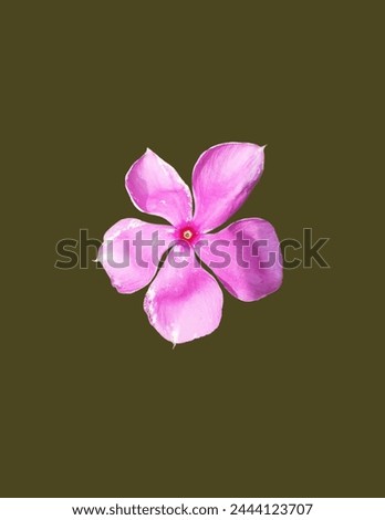 a nayantara flower isolated with dark brownish background  Royalty-Free Stock Photo #2444123707