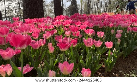 Beautiful spring garden, famous turkish park Emirgan Korusu in Istanbul during tulip festival, Turkey. Outdoor travel background, nature landscape