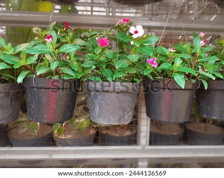 nature photography of decorative flower plants in pot for sale at flower market in Jakarta