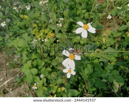 Close-up photo of wild white flowers. Beautiful white flowers on a background of green leaves.
