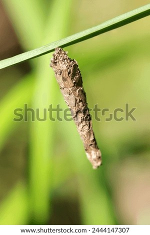 Bagworm nest is hanging from a stem in a bright sunny grassland (Natural+flash light, macro close-up photography)