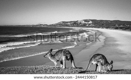 Kangaroo Pair on a Beach Cliffs
