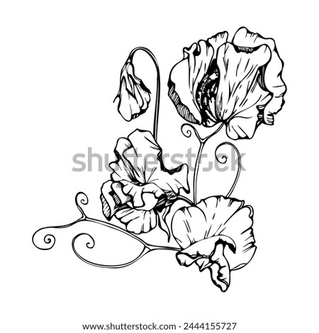 Hand drawn vector graphic ink illustration botanical flowers leaves. Sweet everlasting pea, vetch bindweed legume. Branch bouquet isolated on white background. Design wedding, love cards, floral shop