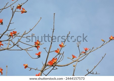 A beautiful flowers tree pictures 