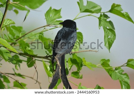 A black bird sparrow on tree 