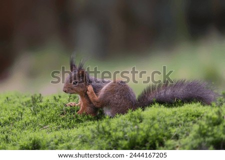 Beautiful Red Squirrel (Sciurus vulgaris) having a scratch! In the forest of Noord Brabant in the Netherlands.                      