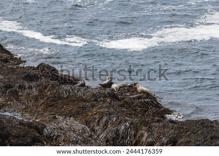 walruses at the coast line of puffin island, Iceland