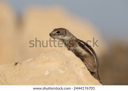 Barbary Ground Squirrel (Atlantoxerus Getulus) on Fuerteventura High Resolution Telephoto Lens Close-Up with Bokeh
