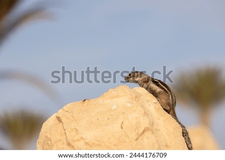 Barbary Ground Squirrel (Atlantoxerus Getulus) on Fuerteventura High Resolution Telephoto Lens Close-Up with Bokeh