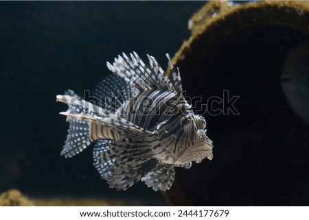 The Pterois lunulata lionfish in thema aquarium Royalty-Free Stock Photo #2444177679