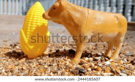 The cow eagerly munches on the corn, its jaws grinding with each satisfying bite. With gentle nudges, it nudges the golden kernels closer, determined to devour every last morsel. Royalty-Free Stock Photo #2444185607