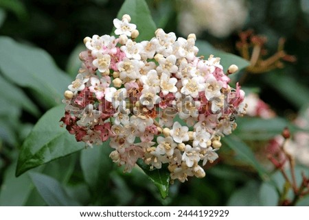 Dainty white and pink Viburnum tinus laurustinus 'Pink Prelude' in flower.  Royalty-Free Stock Photo #2444192929