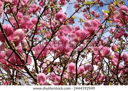 Pink saucer Magnolia soulangeana 'Triumphans' in flower.