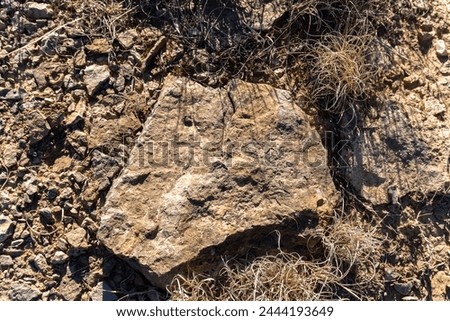Fossils at Yucca House National Monument in Colorado. Marine organisms preserved as fossils in the rocks. Fossiliferous Mancos Shale, Western Interior Seaway. Royalty-Free Stock Photo #2444193649