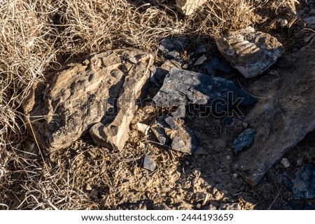Fossils at Yucca House National Monument in Colorado. Marine organisms preserved as fossils in the rocks. Fossiliferous Mancos Shale, Western Interior Seaway. Royalty-Free Stock Photo #2444193659