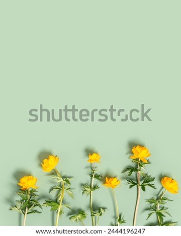 Bright Yellow spring flowers on pastel green background, top view fresh blooming wild peonies or trollius close up wildflowers minimal trend floral flat lay, vivid color blossoms as spring poster card