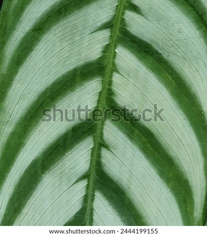 Vibrant close-up image showcasing the intricate details of lush green flower leaves. Natural beauty.