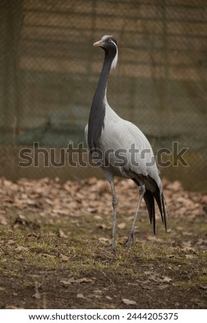 Demoiselle crane (Anthropoides virgo), also known as the blue crane. Royalty-Free Stock Photo #2444205375
