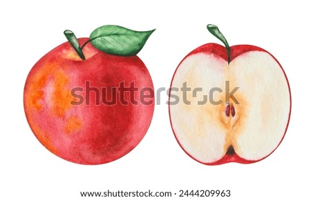 Watercolor set of illustrations. Hand painted apple ripe, raw, red, yellow with green leaf. Red round apple. Apple cut in half with seeds. Side view. Raw fruit. Harvest. Isolated food clip art