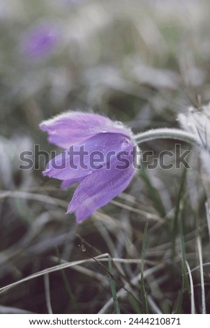 Pasqueflowers (Pulsatilla patens) on the field with grass.