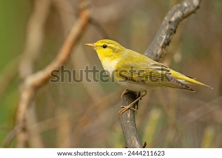 The wood warbler (Phylloscopus sibilatrix) is a common and widespread leaf warbler which breeds throughout northern and temperate Europe Royalty-Free Stock Photo #2444211623