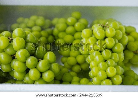 green Shine Muscat grapes, washed with water