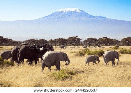 Kilimanjaro, with a cap of eternal snows on top. Herd of African elephants with huge ears and small tails. The park Amboseli. The highest mountain in Africa,  Royalty-Free Stock Photo #2444220537