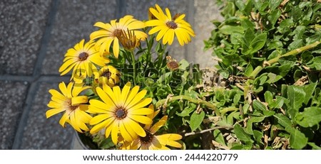 Beautiful flowering bush of yellow Osteospermum. 
The magenta-lilac color petal flowers in shallow depth of field. 
They are known as the daisybushes or African daisies, South African daisy and Cape 