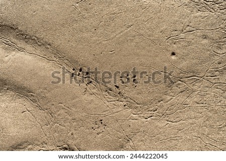 animal footprint in the sand on the  beach in tasmania australia