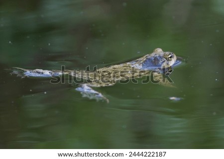 European green toad - Bufotes viridis swimming in green water. Photo from Milicz Ponds in Poland.