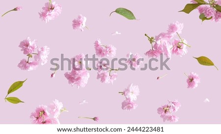 Spring cherry flowers fly on a pink background. Beautiful pastel pink flower arrangement. Summer aesthetic monochrome concept. Royalty-Free Stock Photo #2444223481