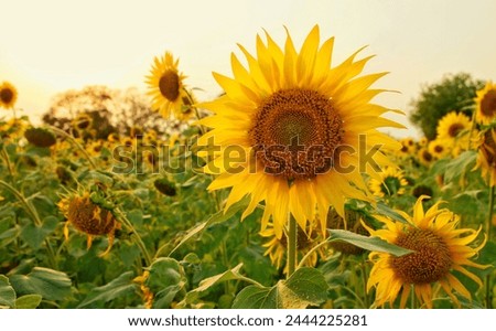 Picture of sunflower field during summer time 