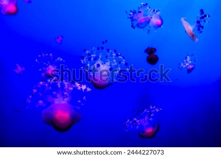 Photo Picture of Some Jellyfish Dangerous Poisonous Medusa Royalty-Free Stock Photo #2444227073