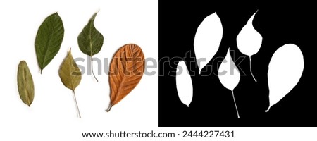 Assorted plant leaves in green and autumn orange tones, isolated on empty background with clipping path and alpha channel for creativity and design work Royalty-Free Stock Photo #2444227431