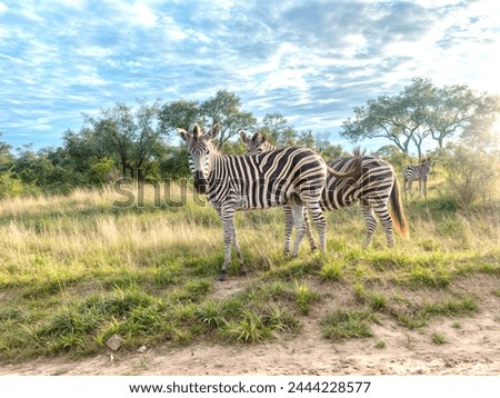 Wildlife  are fascinating aspects of nature, encompassing a wide range of species, behaviors, and habitats. Human beings should always save wildlife Royalty-Free Stock Photo #2444228577