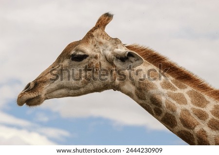 Close-up picture of a giraffe in South Africa.