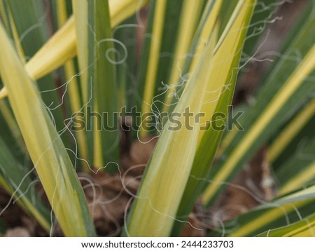 The Yucca plant is a succulent plant with green and yellow leaves. The leaves are arranged in a spiral pattern and are covered in thorns. The Yucca plant in the photo appears to be the Yucca aloifolia
