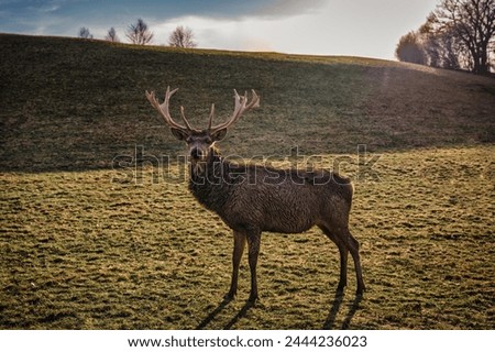 Red deer, red deer, antlers, stag, fur, forest, wild, hunting, meadow
